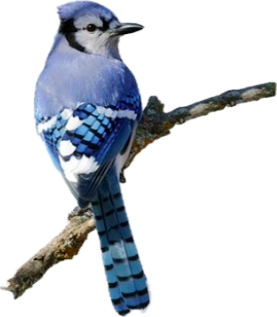 Blue Jay Incorporated